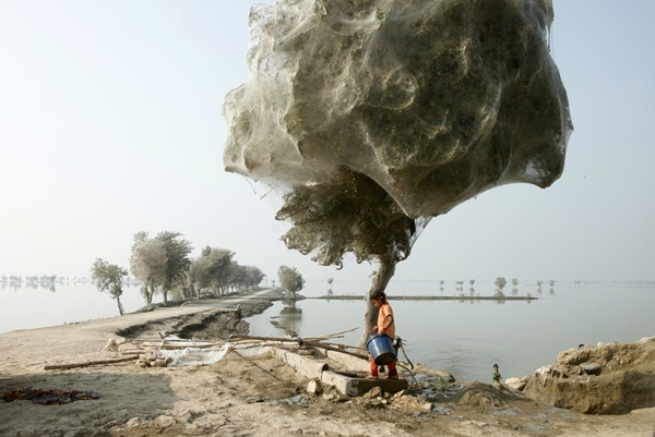 spider-trees-pakistan01