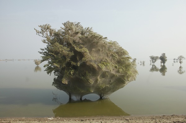 spider-trees-pakistan05